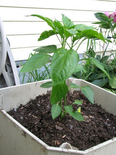 Green Pepper Plant.JPG