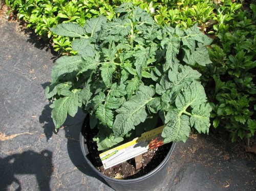 Patio Tomato Plant.JPG