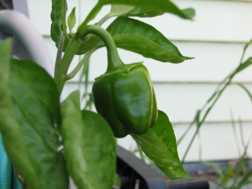 7-10 green pepper.JPG
