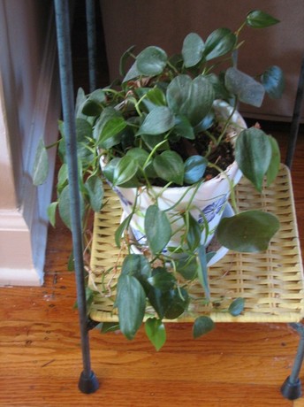 philodendron.JPG