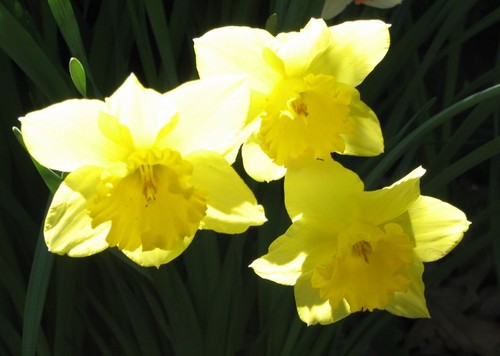 daffodils 2011 002.JPG