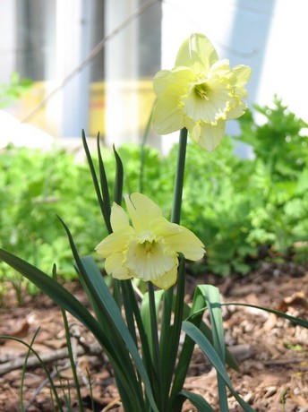 daffodils 2011 036.JPG