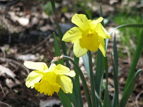 daffodils 2011 058.JPG