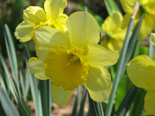 daffodils 2011 110.JPG